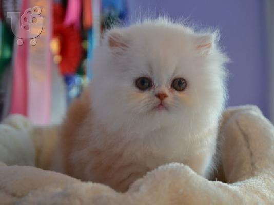 PoulaTo: PERSIAN KITTEN